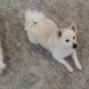 White fluffy dog lying on patterned rug