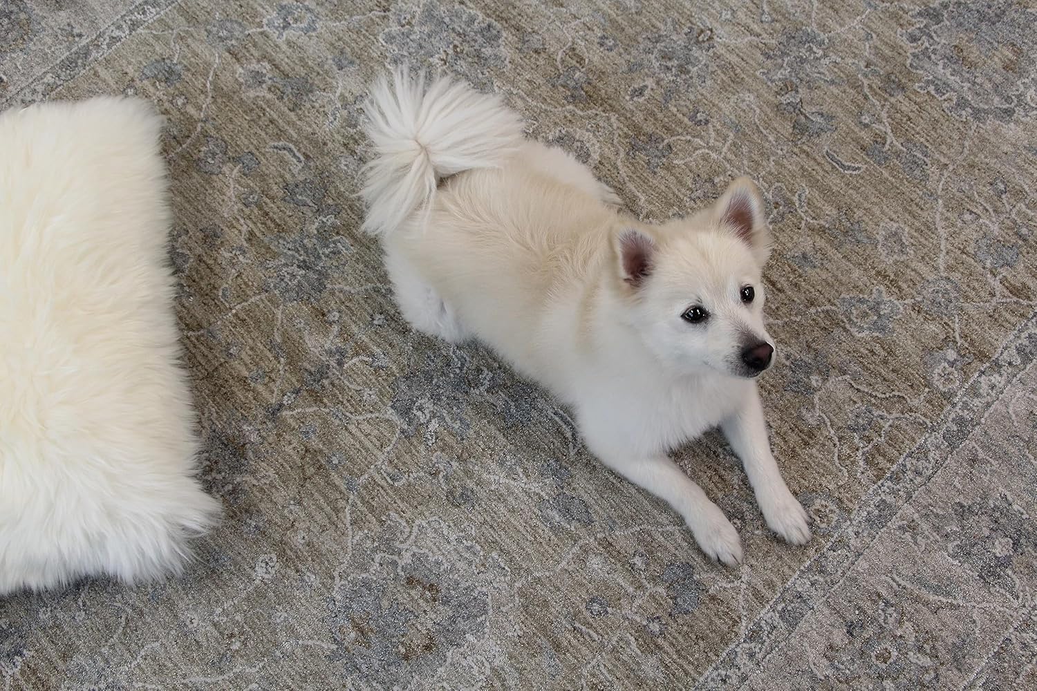 White fluffy dog lying on patterned rug