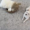 Dog on ornate rug with basket and cushion.