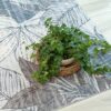 Ivy plant on textured floral rug