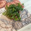 Potted ivy plant on floral patterned rug