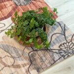 Potted ivy plant on floral patterned rug
