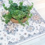 Indoor plant on decorative floral rug