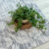 Green plant on floral patterned rug.